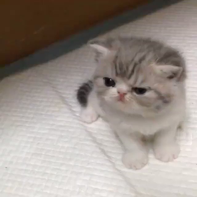 Милый котик гифка, картинки цветов