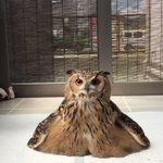 謎の生き物？wいや、溶けたようなフクロウの姿が可愛すぎるw