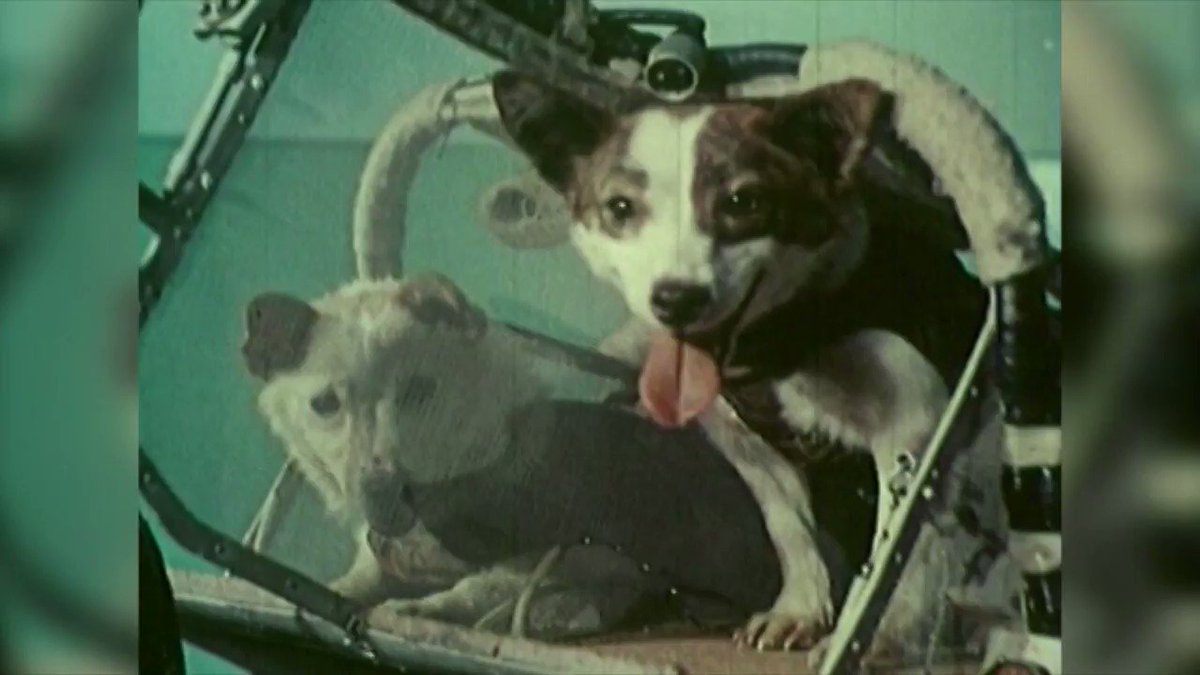 Белка и стрелка в космосе дата. Белка и стрелка 19 августа 1960 года. Белка и стрелка собаки космонавты. Белка и стрелка полёт в космос 1958. Байконур белка и стрелка.