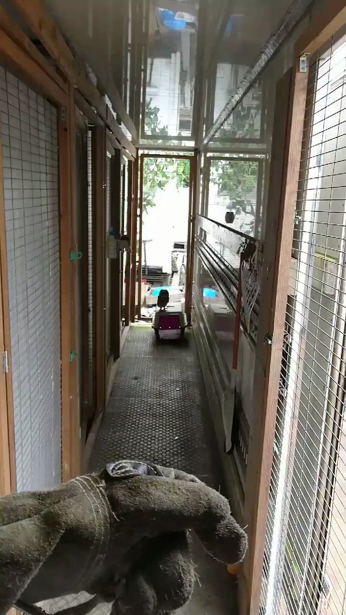 翼はどうしたのww遠くから呼ぶと飛んでくるわけでもなく歩いてくるフクロウが可愛すぎww