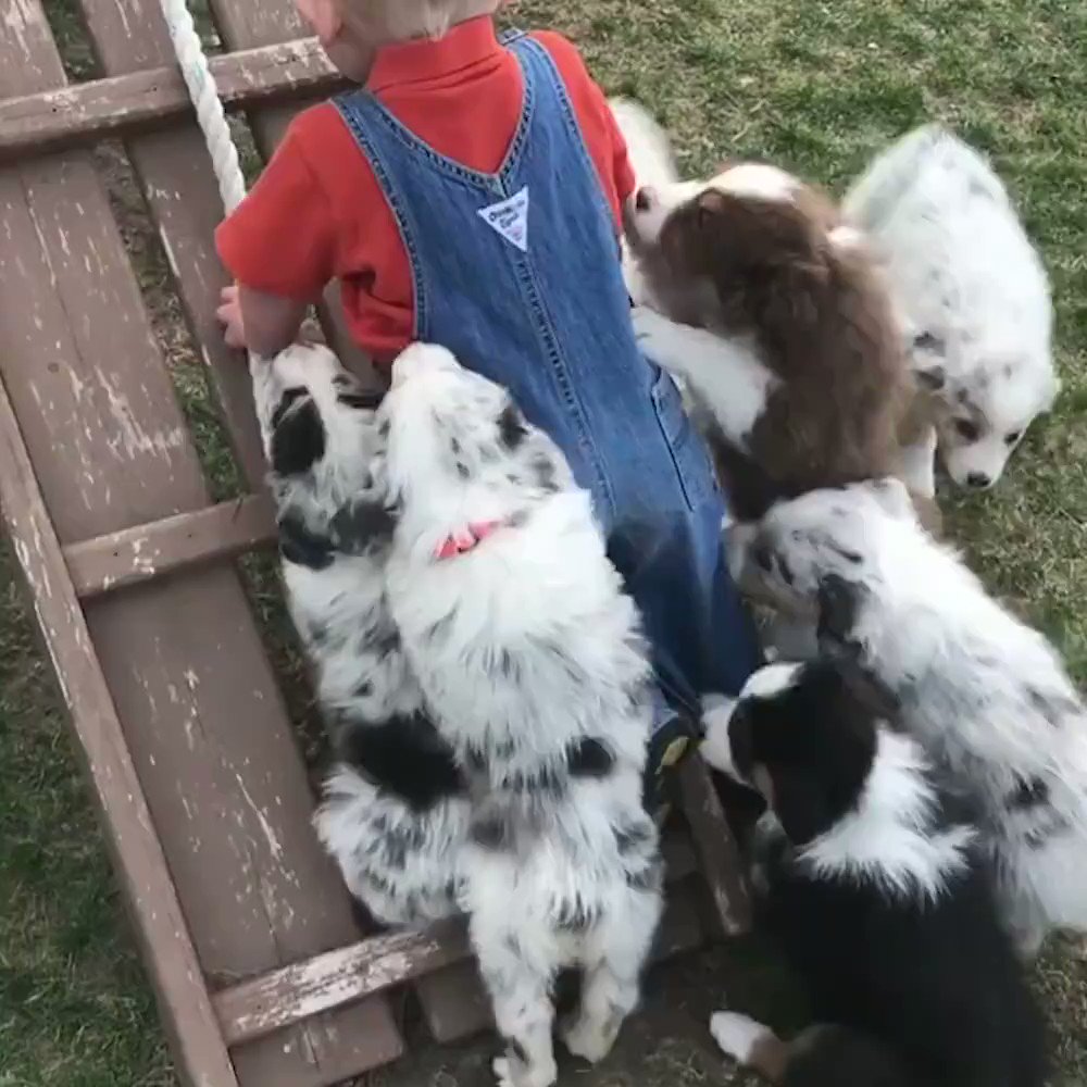 Humor Mash - Kid is lucky to escape this attack by group of savage dogs #funny #videos #kids #puppies #lol #humor #cuteanimals