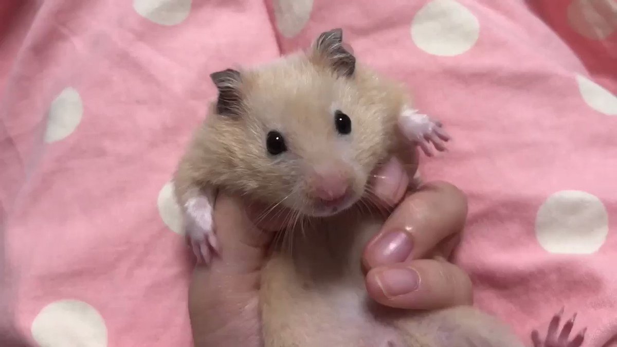 ちゃちゃこさん ちゃちゃこの1日 ちゃちゃこ動画 増井ちゃちゃこ キンクマハムスター 溺愛 Po 増井みお 11 19所沢航空公園 Scoopnest ちゃちゃこさん ちゃちゃこの1日 ちゃちゃこ動画 増井ちゃちゃこ キンクマハムスター 溺愛 Po 増井みお 11 19所沢航空公園 Scoopnest
