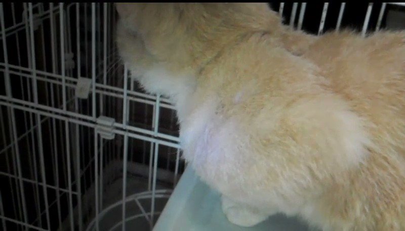 ビール酵母は犬 ワインは猫 Mrgs Twitter ビール酵母は犬 ワインは猫 Mrgs Twitter