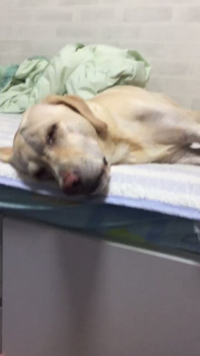 ラブラドール レトリバーが好き 性格や飼いやすさをリサーチ ラブラドール レトリバーが好き 性格や飼いやすさをリサーチ