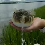 フグがパンパンに膨らむ方法w実は空気ではなくて、あるものを吸い込んで膨らんでたw
