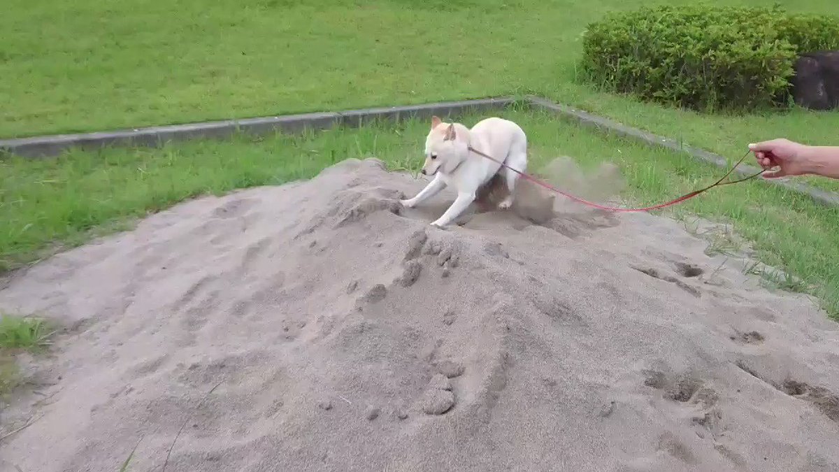 なにこれ可愛すぎるww砂場で発狂して、その後我に返る犬ww
