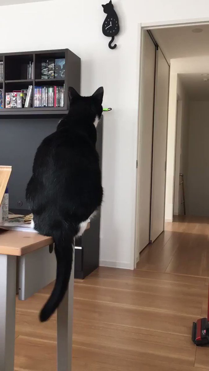 ニトリの猫型の振り子時計の動きにつられて尻尾が動いちゃう猫さんがとてもかわいい 時報はにゃ ですね Togetter