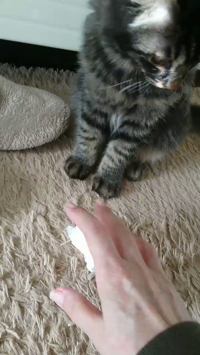 懐かし画像ฅ(=・ω・=)ฅ
投げると取ってきてくれます♡♡