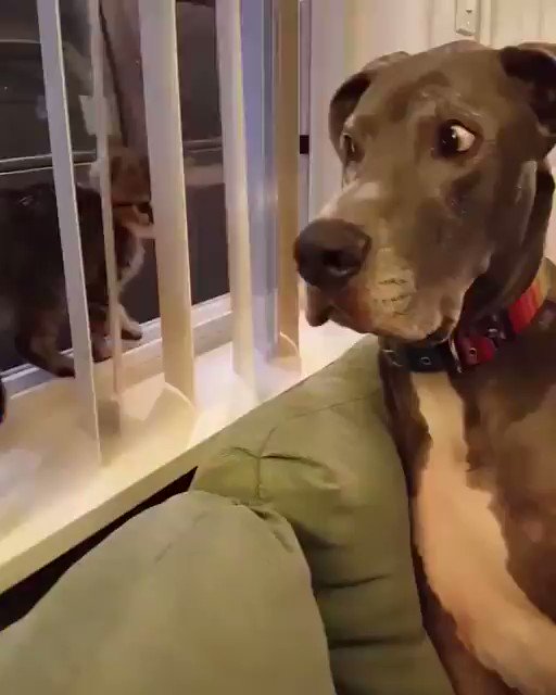 猫パンチをくらった犬の顔がもはやトムジェリみたいで笑えるｗｗｗ