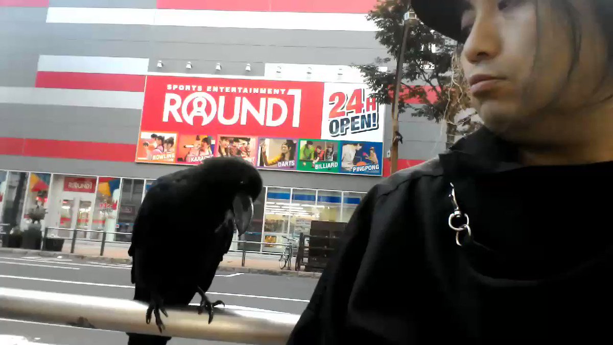 黒いので仲間と思われてる 路上占い店で店番もするカラス Togetter 黒いので仲間と思われてる 路上占い店で店番もするカラス Togetter