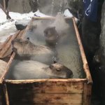 動物だって温まりたい？温泉の気持ちよさを存分に味わうカピバラさんw