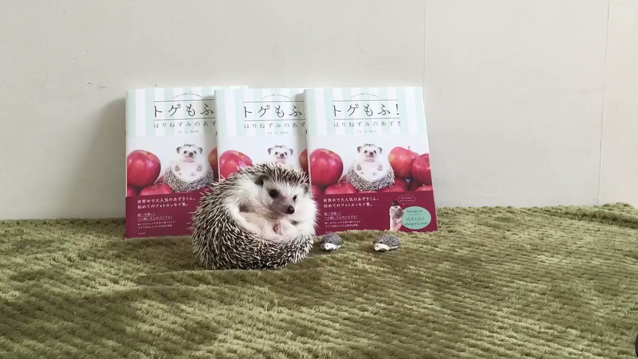 Kadokawa文芸編集部 トゲもふ はりねずみ のあずき 本日発売です かわいくって表情豊かなあずき 写真満載の上 ハリ飼いさんたちの知りたい情報満載 ハリネズミ好きにはたまらない一冊です T Co 3iksmydiur トゲもふ はりねずみのあずき