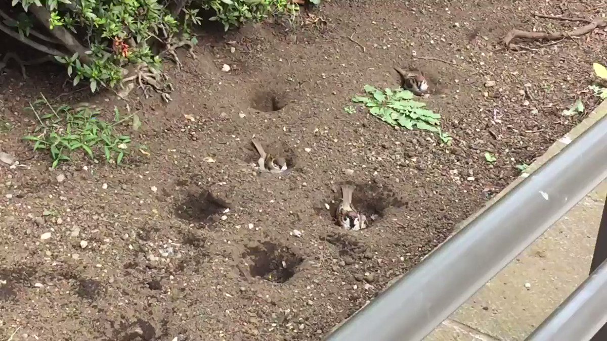 これは癒されるみんなで集まって砂浴びするスズメが可愛い 話題の画像プラス これは癒されるみんなで集まって砂浴びするスズメが可愛い 話題の画像プラス