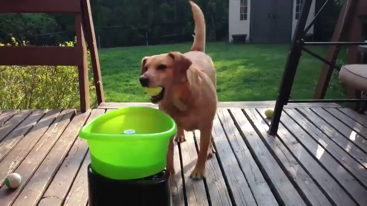 こまり 自動ボール投げマシンに興奮する犬 こまり 自動ボール投げマシンに興奮する犬
