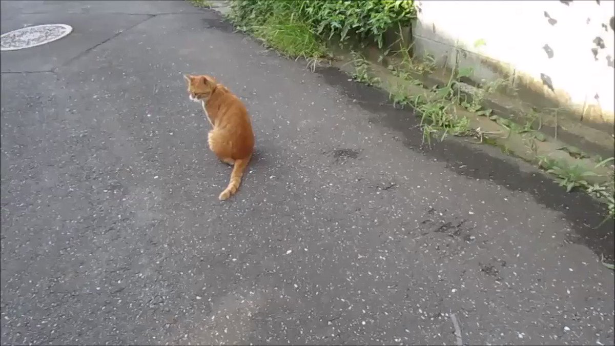 人懐っこい猫の悩殺ポーズに胸キュンそんな姿に犬はたじたじ