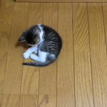 尻尾の存在に気づいた猫が可愛すぎwその場でぐるぐる回る猫に癒されるw