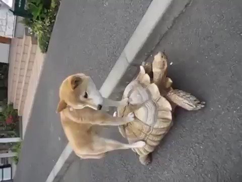 なんでこうなったww行き先は竜宮城に決まりだなww