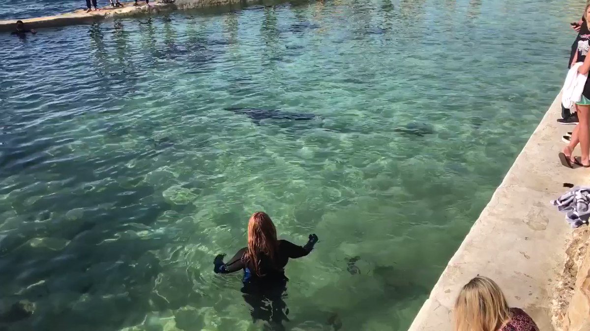 https://pbs.twimg.com/ext_tw_video_thumb/907107731529547776/pu/img/FVsscCBLtQ-l0WLC.jpg