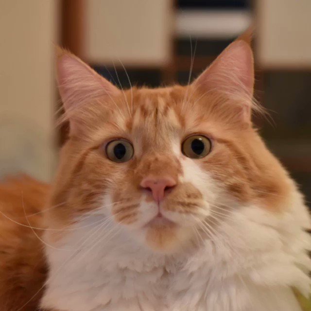 インスタで話題の犬や猫の動物が喋るアプリ おしゃべりペット が大人気 Snsデイズ