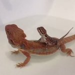 成長が早いなあと思う瞬間!wおんぶがだんだん重くなったと思うw