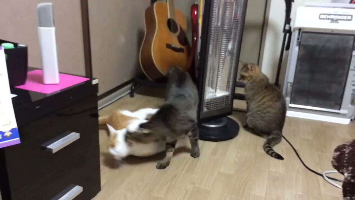 それってなんの儀式？ww3匹の猫がする儀式みたいな行動が可愛すぎるww