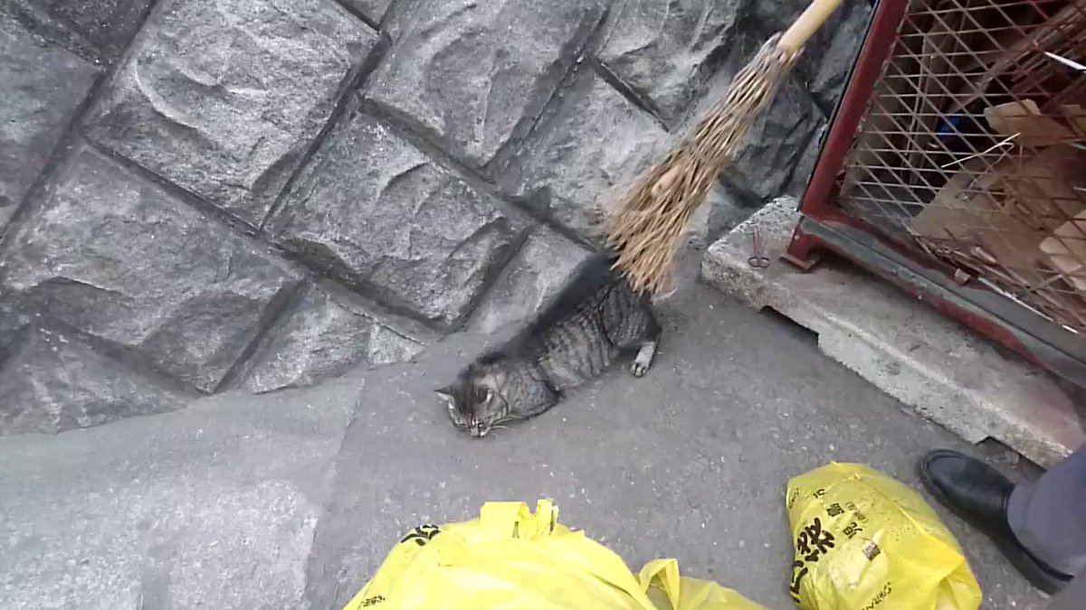 竹箒が大好きな猫ww見ているこっちはなんだか痛そうにも見えるww