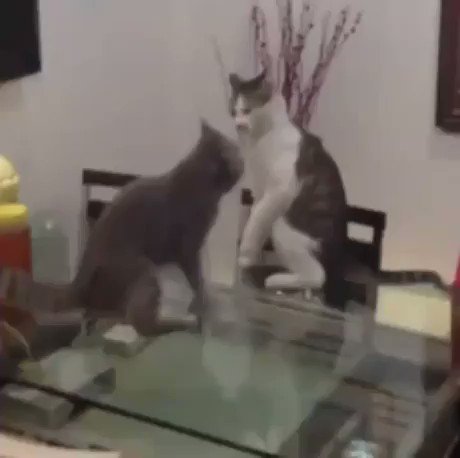 ジャイアント馬場もビックリｗ猫のネックブリーカー・ドロップが綺麗に決まるｗｗｗ