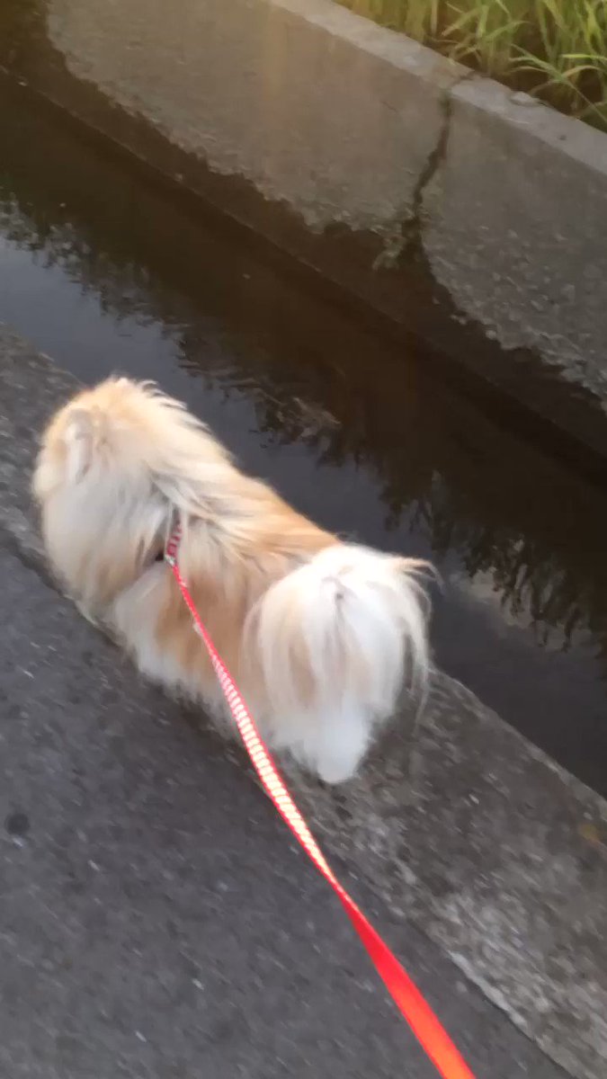 犬飼 歩芽 今日のレモンの歩きです 昨日の雨で お手紙 が流れてしまったからか ほとんど立ち止まること無く むしろ駆け足です ウルソ スパカール アンチノール フォルテコール 犬飼 歩芽 今日のレモンの歩きです 昨日の雨で お手紙 が流れてしまったからか ほとんど立ち止まること無く むしろ駆け足です ウルソ スパカール アンチノール フォルテコール