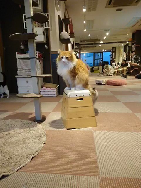 猫じゃらしだと思って触ってたのにww猫じゃらしと思ってじゃれていたら猫だったww