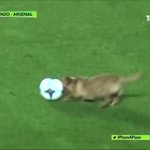 アーセナルの試合に乱入した犬にインタビューを試みるところが面白すぎw