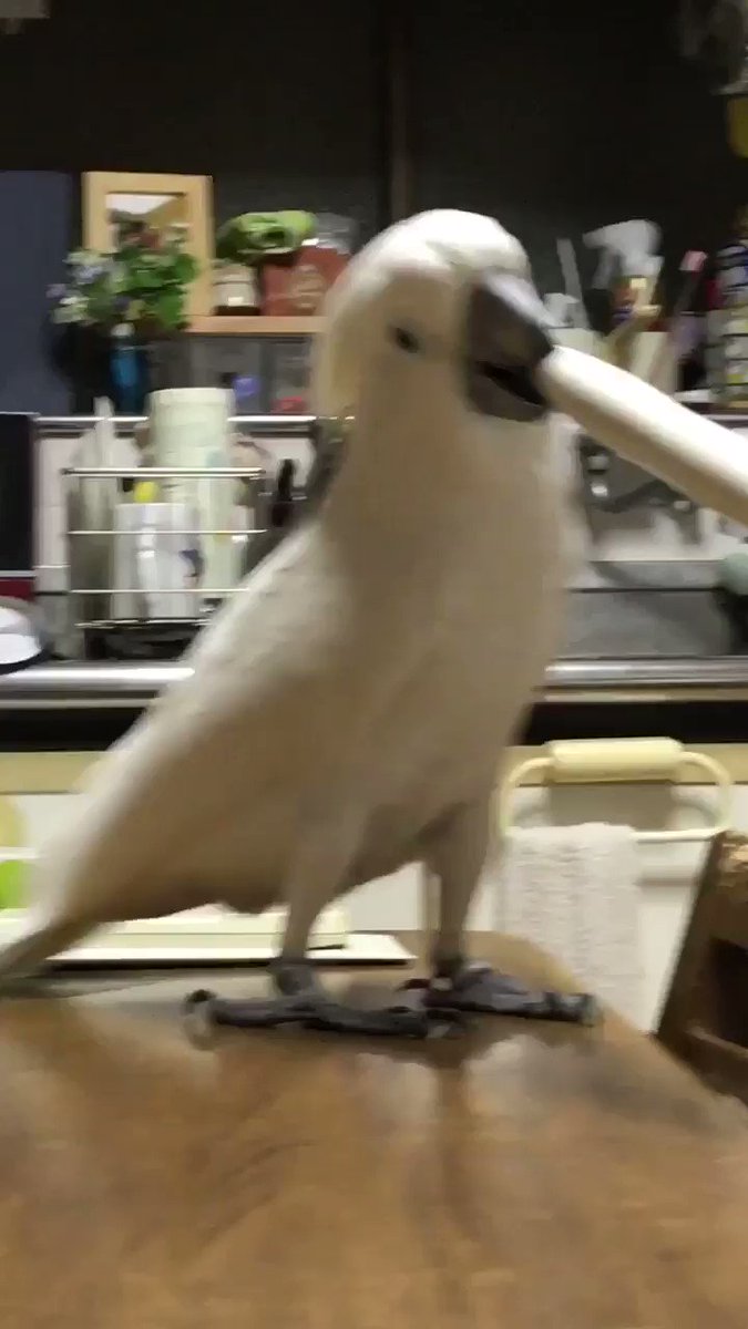 コップ倒したwwやっちまった感を顔で表現している鳥が可愛すぎるww