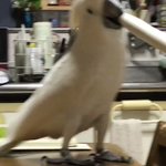 リアルツイッター 美しすぎる鳥 マウンテン ブルーバード が話題に 話題の画像プラス