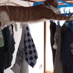 干したばっかりの洗濯物を叩き落とす猫wぐいぐい行く猫が可愛すぎるw
