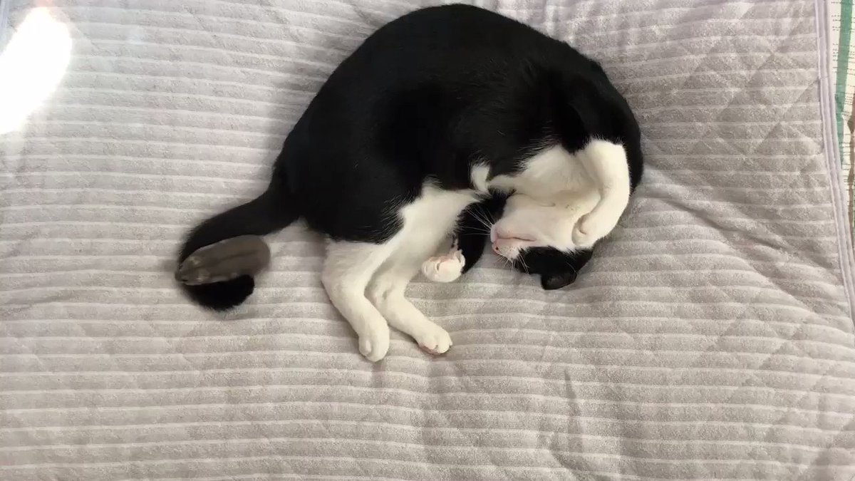 とっても仲良しな猫とネズミが可愛すぎるwwずっと見てたくなる動画が話題w