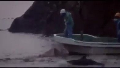 #太地 #イルカ 狩り 第三回 (合計三回) #Taiji #dolphin drive hunts Part 3 of 3 #イルカ天使 http://bit.ly/dajapan