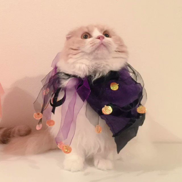 インスタで話題の犬や猫の動物が喋るアプリ おしゃべりペット が大人気 Snsデイズ