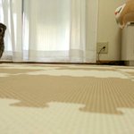 ちょっとまってこんな風に走るの？wフクロウの小走りが可愛すぎるw