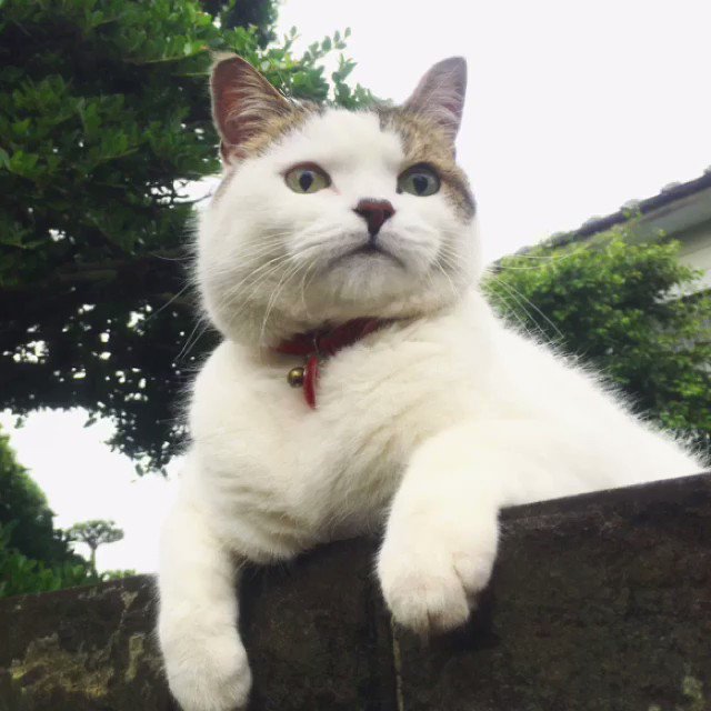 インスタで話題の犬や猫の動物が喋るアプリ おしゃべりペット が大人気 Snsデイズ