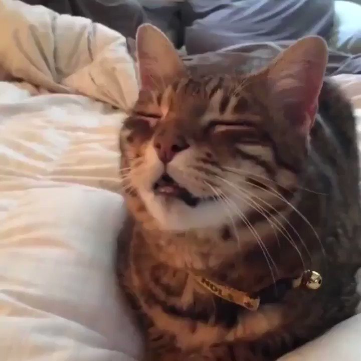 くしゃみが出そうな顔をしている猫って可愛すぎるwwでも見ているとむずむずするww