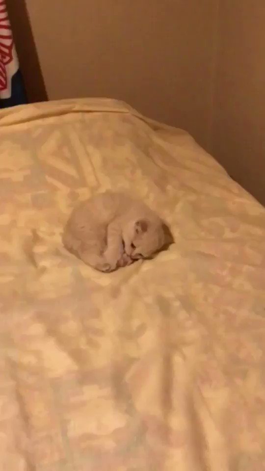 布団の上のもふもふの子猫が一瞬で怖くなる瞬間ww誰と遊んでいるんだろう？ww