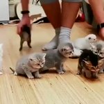 幼稚園の先生を要約した映像/子猫のお世話・色んな子がいます!