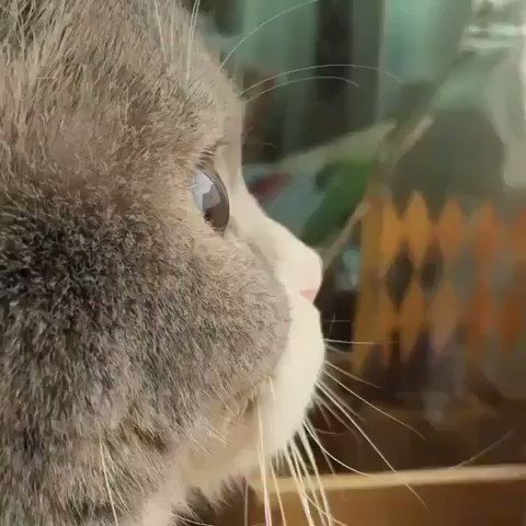 動物 癒し動画 ネコの横顔がかわいすぎる T Co Snvtr6ofru