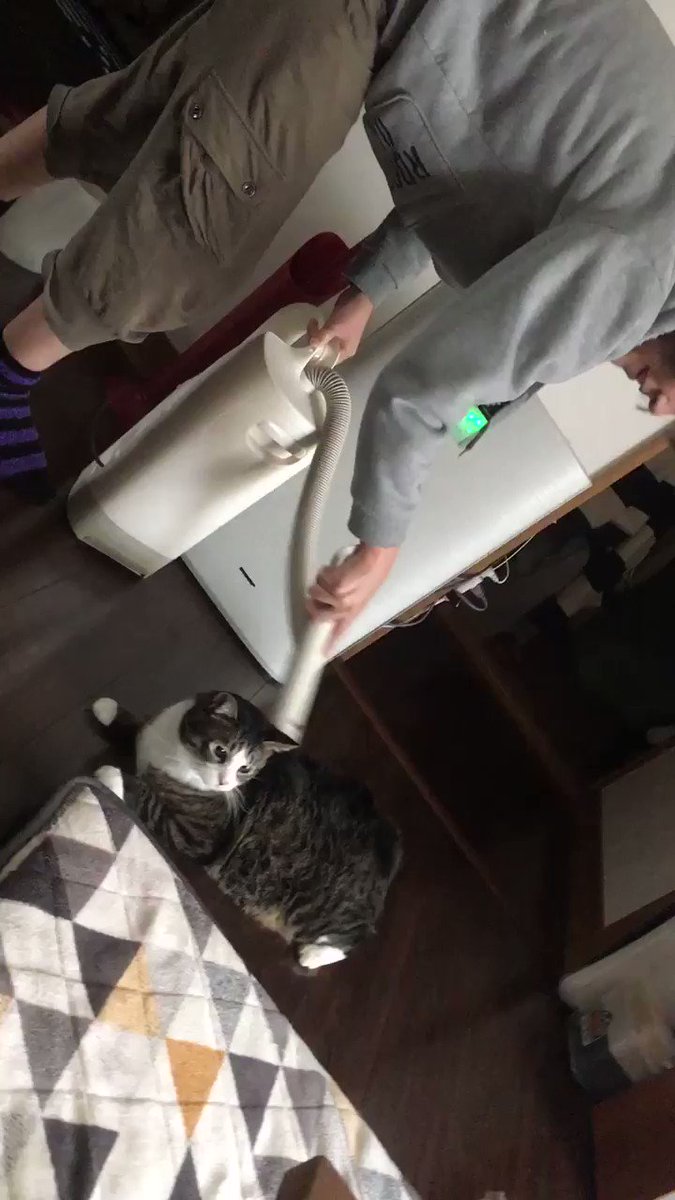 木下ゆうか 猫 掃除機 木下ゆうか 猫 掃除機