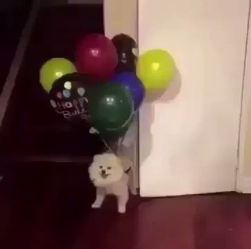 かわいい 犬ちゃん動画 風船で飛んでいく犬ちゃん かわいい犬 犬動画 犬好きさんと繋がりたい かわいい 犬ちゃん動画 風船で飛んでいく犬ちゃん かわいい犬 犬動画 犬好きさんと繋がりたい