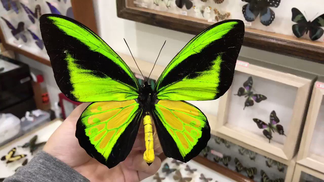 全国販売店 ゴライアストリバネアゲハ アトラス ペア Sorong