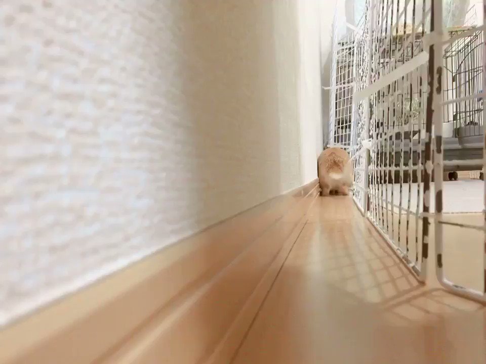 迫りくるもふもふおしりwこんな可愛いおしりなら許せちゃうwww