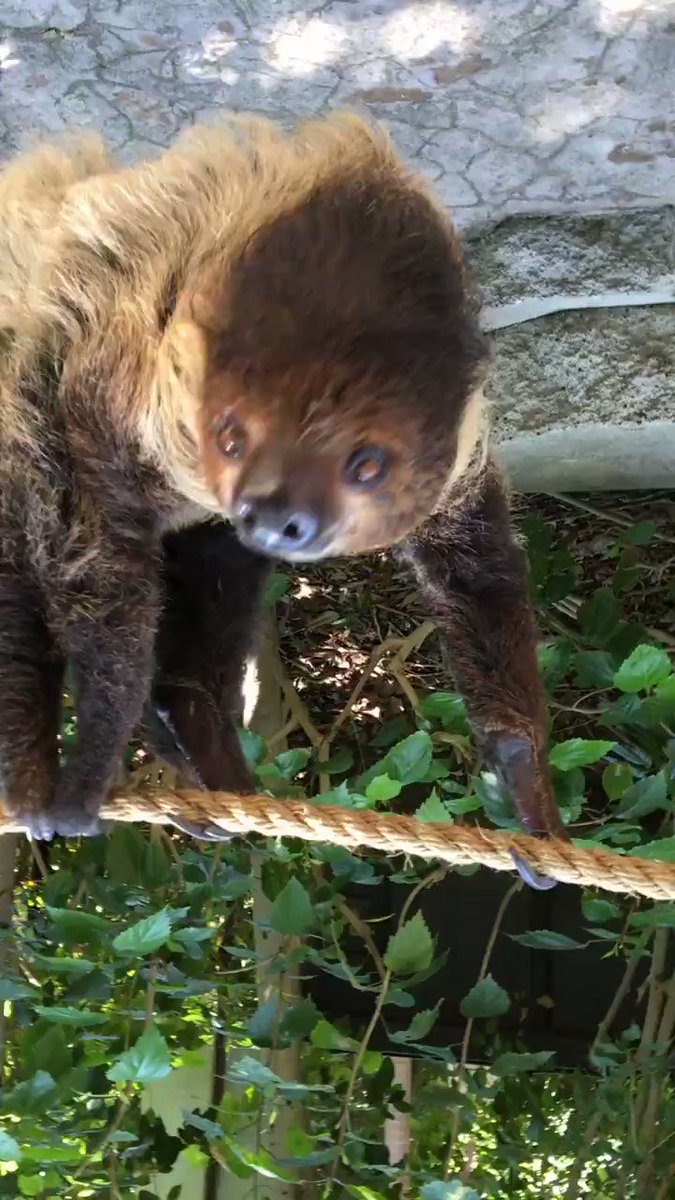 ¡ʎɐᗡ ɥʇoןS ןɐuoıʇɐuɹǝʇuI ʎddɐH #InternationalSlothDay 🌺 https://t.co/SbgmbLTLkg