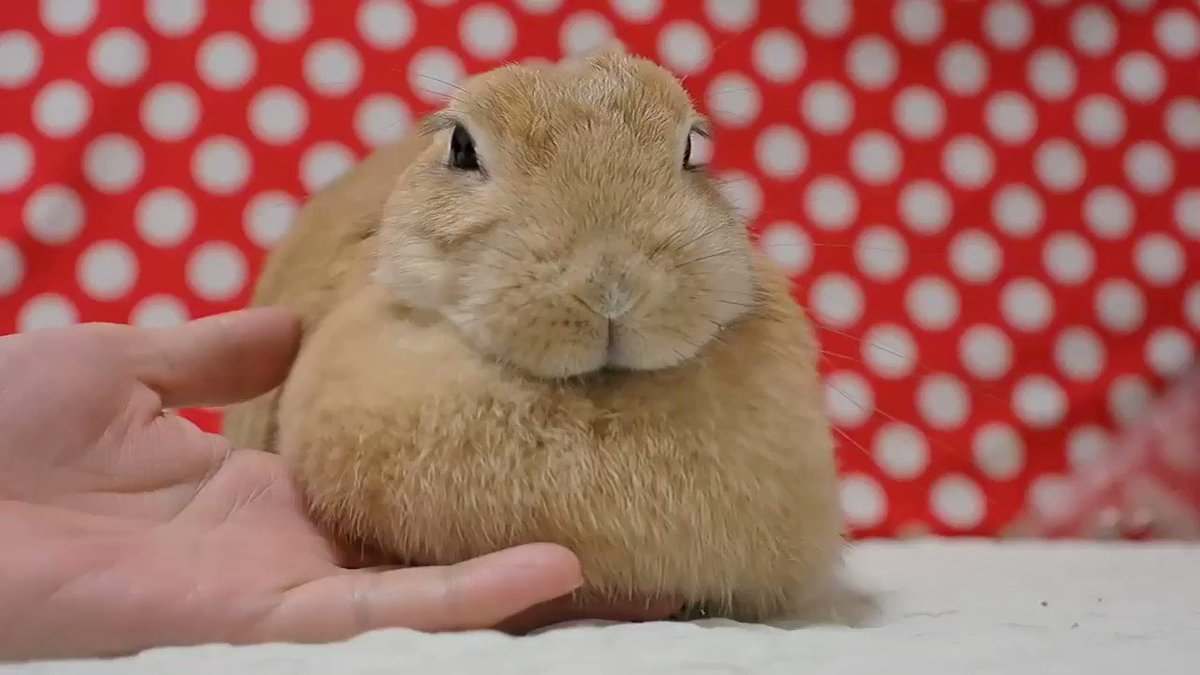 いやんセクシー モッフモフでかわいいウサギさんの胸元を たぷんたぷん する動画が癒される ねとらぼ