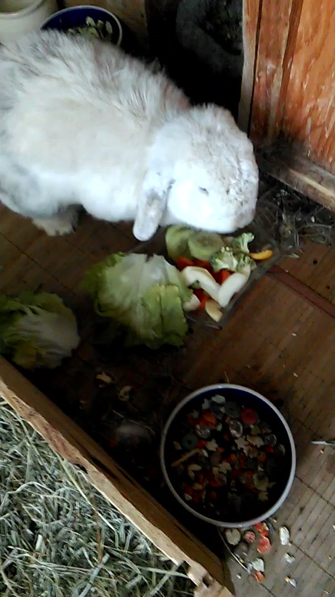 He has crossed the ๐bridge today ๐ Rest in peace my darling Teddy , I am missing you very much โค๏ธ๐ฐ๐๐ข๐ญ