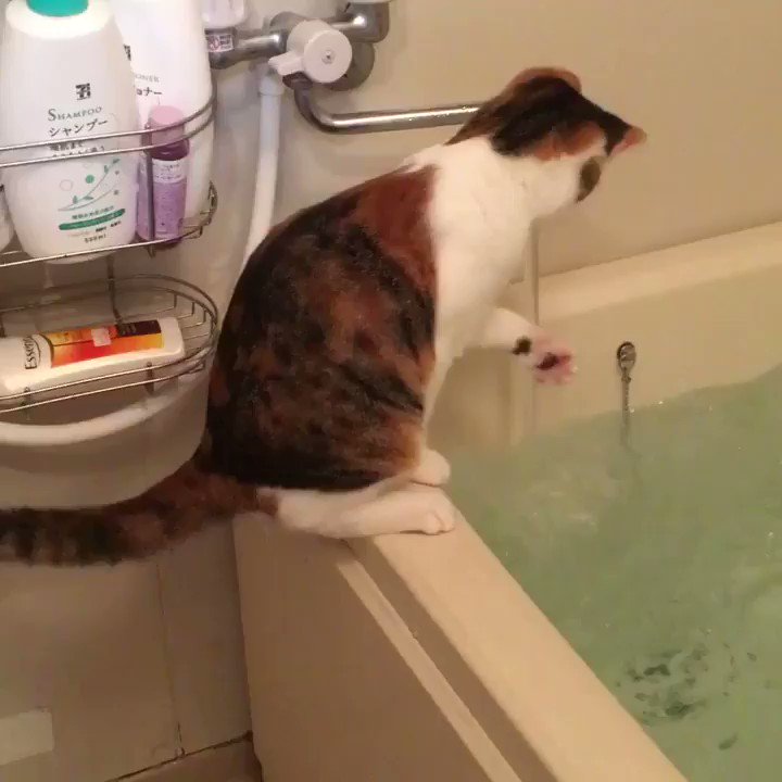 村雨 辰剛 水を恐れない猫